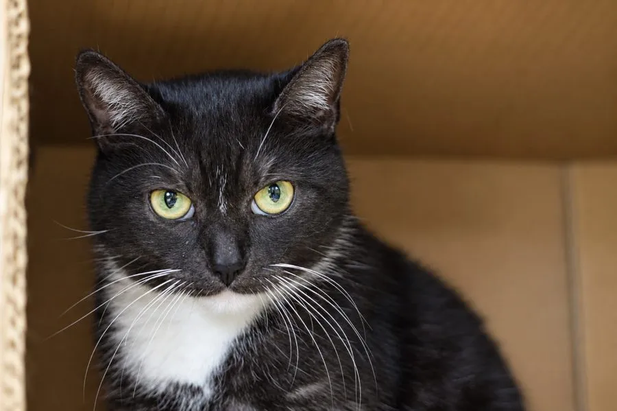 Karmen — kot do adopcji ze Schroniska na Paluchu (nr 0049/26)