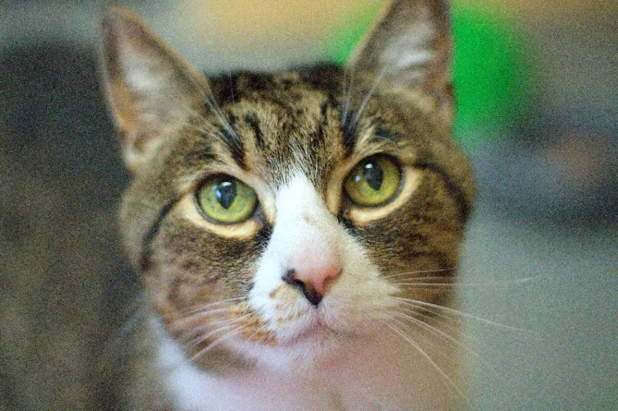 Luciano — kot do adopcji ze Schroniska na Paluchu (nr 0110/26)