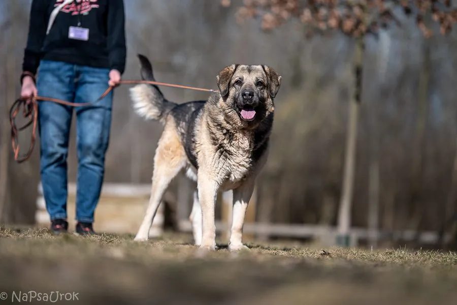 Baloo — pies do adopcji ze Schroniska na Paluchu (nr 0173/26)