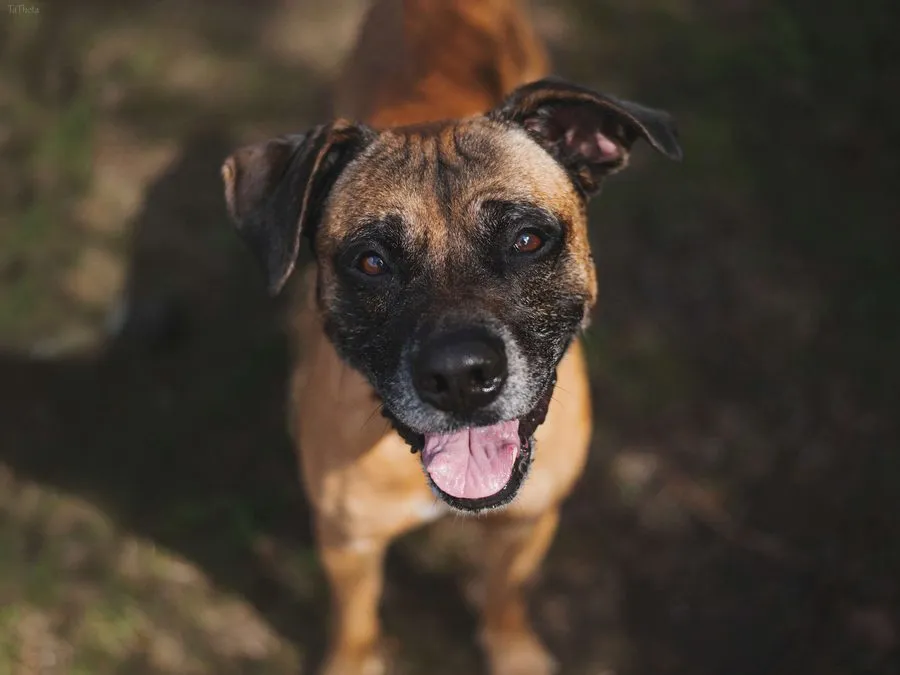 Wedel — pies do adopcji ze Schroniska na Paluchu (nr 0220/25)