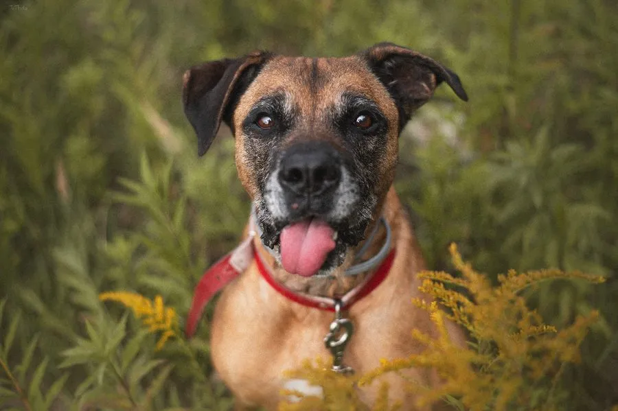 Wedel — pies do adopcji ze Schroniska na Paluchu (nr 0220/25)