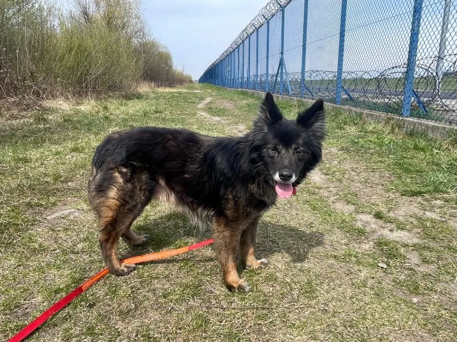 Bono — pies do adopcji ze Schroniska na Paluchu (nr 0298/26)