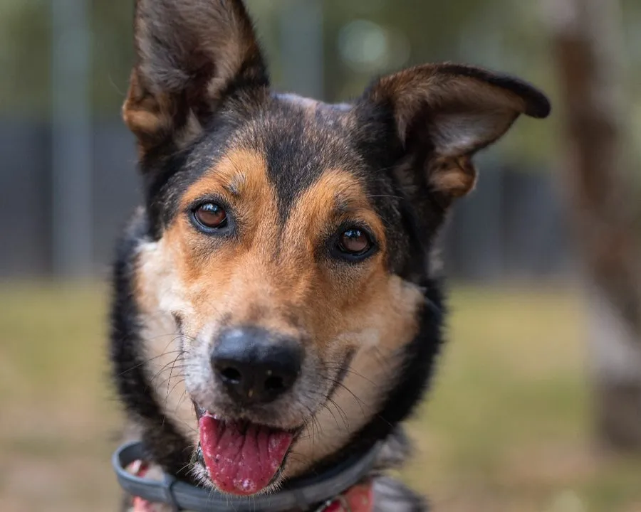Luna — pies do adopcji ze Schroniska na Paluchu (nr 0305/25)