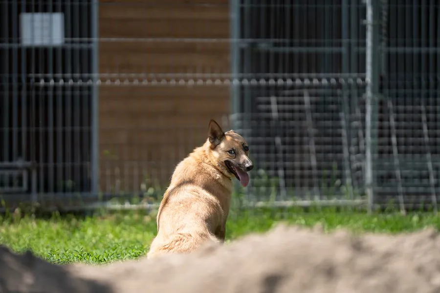 Lumi — pies do adopcji ze Schroniska na Paluchu (nr 0330/22)