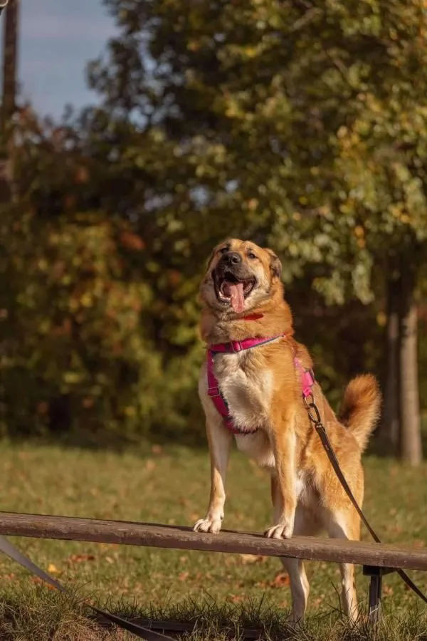 Pumba — pies do adopcji ze Schroniska na Paluchu (nr 0378/24)