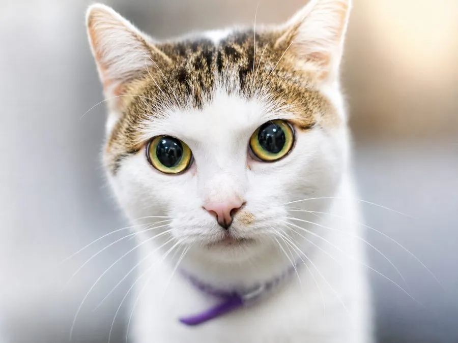 Martin — kot do adopcji ze Schroniska na Paluchu (nr 0383/26)
