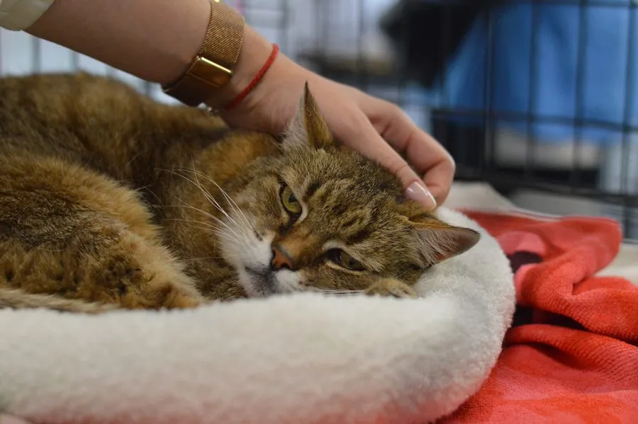 Saga — kot do adopcji ze Schroniska na Paluchu (nr 0387/26)
