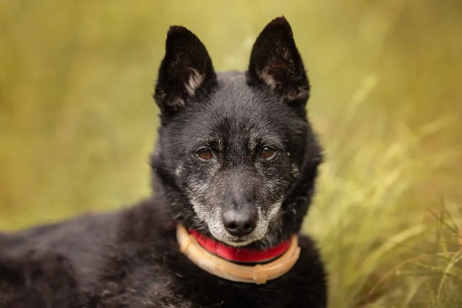 Riki — pies do adopcji ze Schroniska na Paluchu (nr 0402/26)