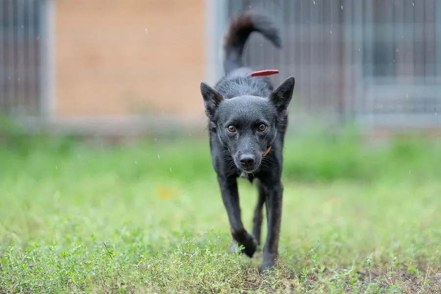 Tulik — pies do adopcji ze Schroniska na Paluchu (nr 0403/24)