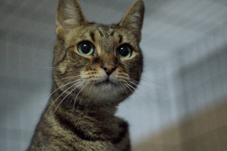 Groszek — kot do adopcji ze Schroniska na Paluchu (nr 0530/26)