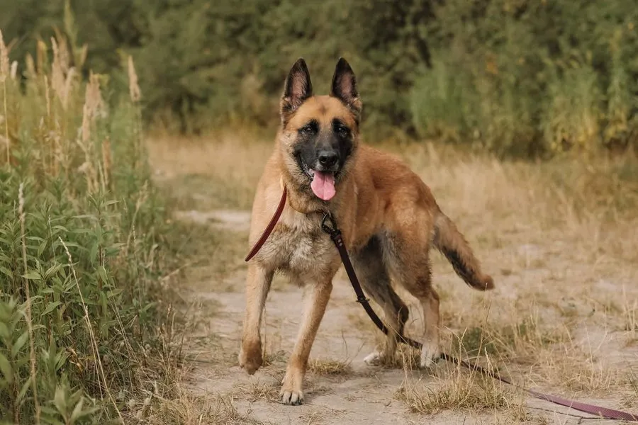 Sophie — pies do adopcji ze Schroniska na Paluchu (nr 0669/25)