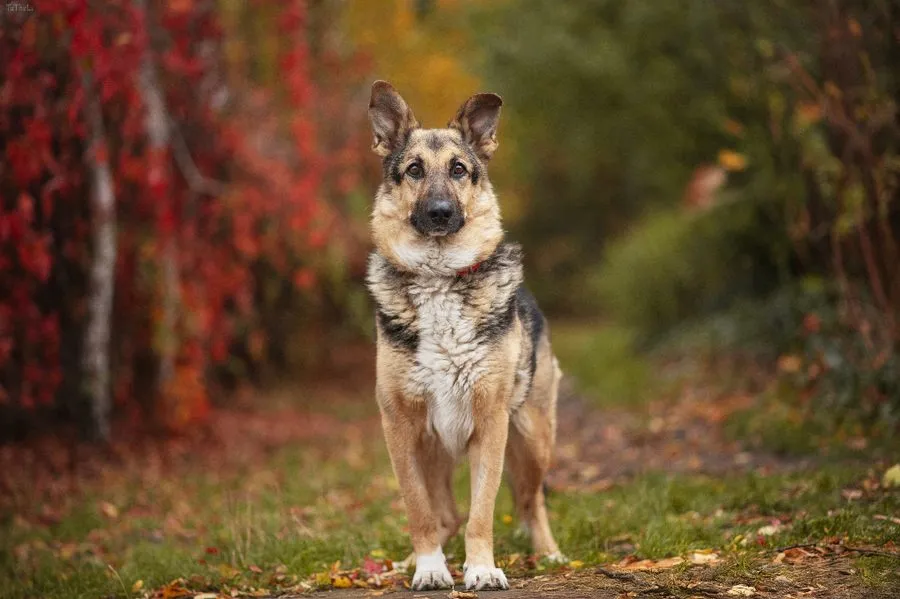 Denzel — pies do adopcji ze Schroniska na Paluchu (nr 0746/23)