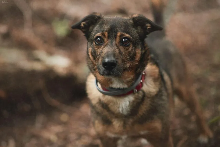 Czesław — pies do adopcji ze Schroniska na Paluchu (nr 0761/19)