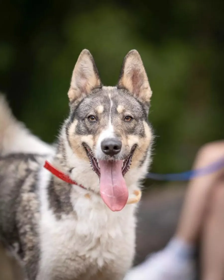 Ash — pies do adopcji ze Schroniska na Paluchu (nr 0770/24)