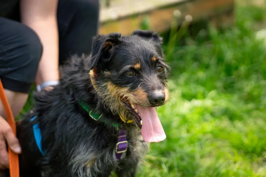 Pinio — pies do adopcji ze Schroniska na Paluchu (nr 0808/25)