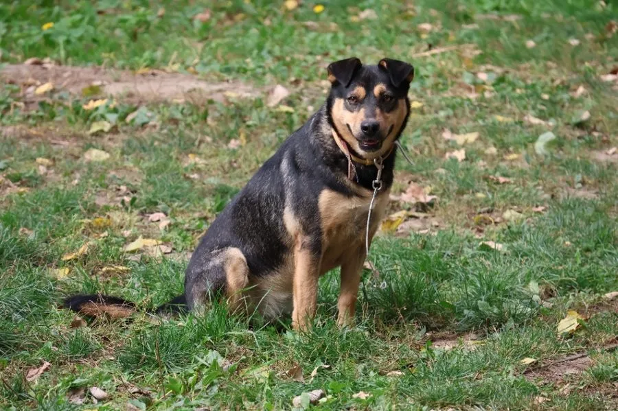 Frappe — pies do adopcji ze Schroniska na Paluchu (nr 0823/22)