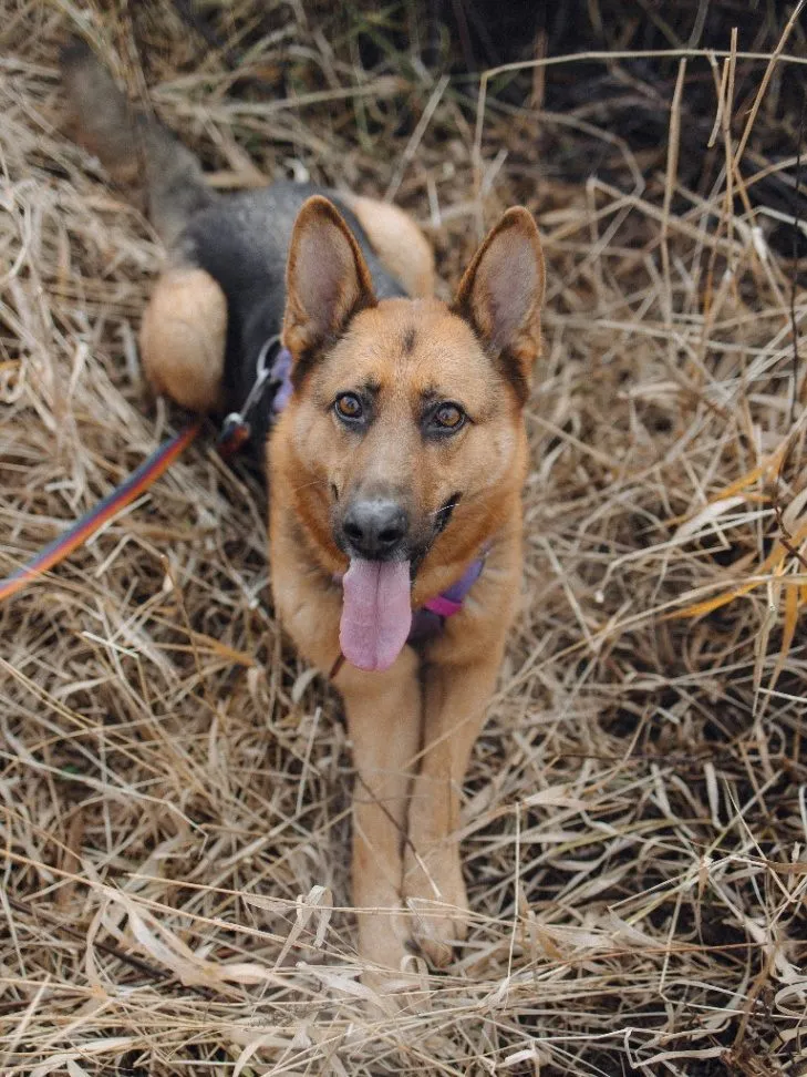 Juko — pies do adopcji ze Schroniska na Paluchu (nr 1066/24)