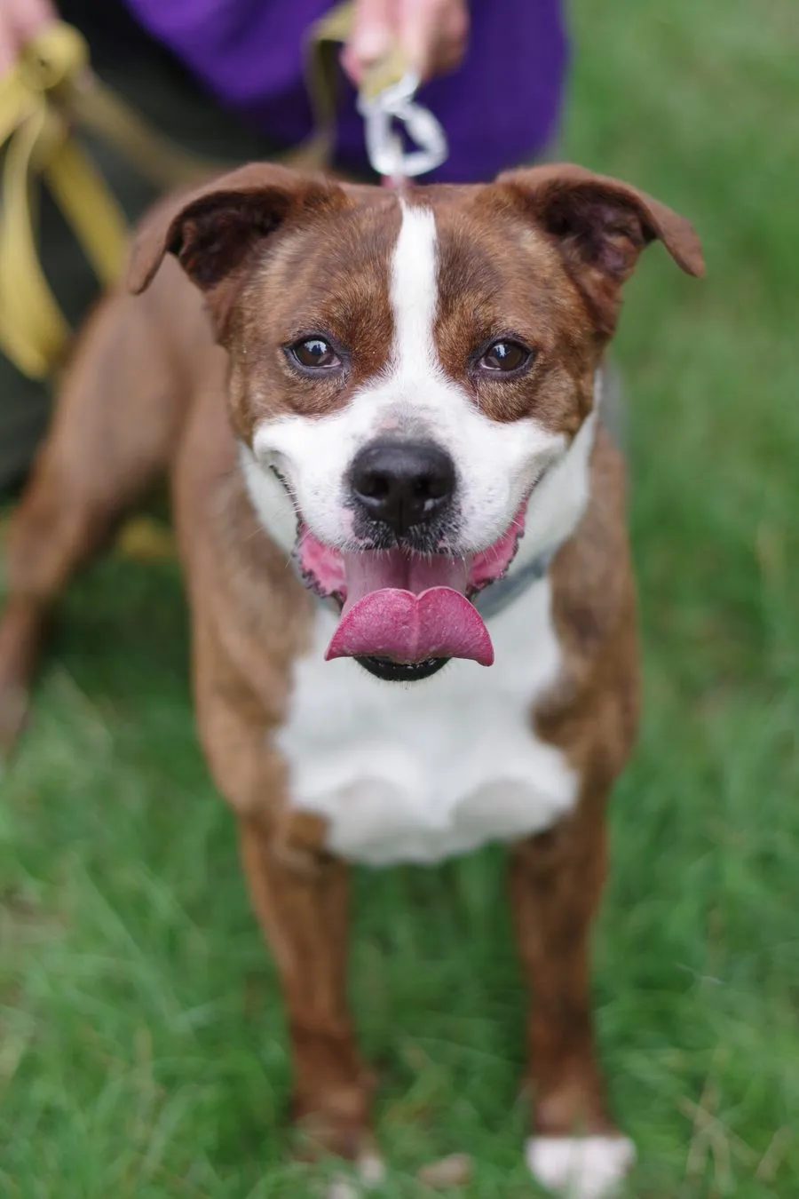 Colby — pies do adopcji ze Schroniska na Paluchu (nr 1090/23)