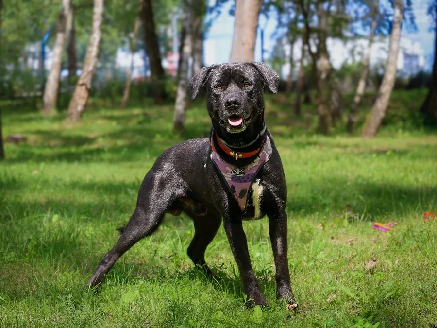 Fąfel — pies do adopcji ze Schroniska na Paluchu (nr 1226/25)