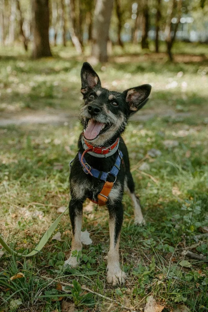 Sid — pies do adopcji ze Schroniska na Paluchu (nr 1583/24)