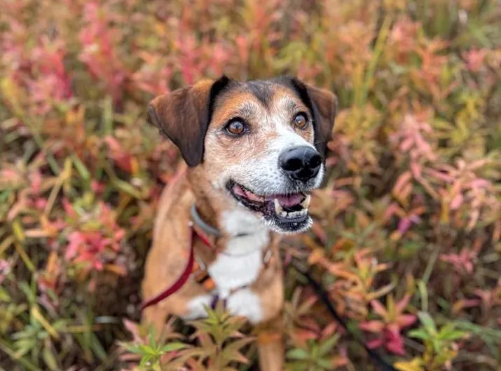 Ruby — pies do adopcji ze Schroniska na Paluchu (nr 1632/24)
