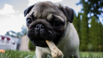 Jak reagować na otrucie psa: pierwsza pomoc i kroki prawne?