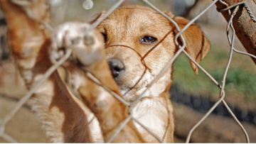 Jak reagować na otrucie psa: pierwsza pomoc i kroki prawne?