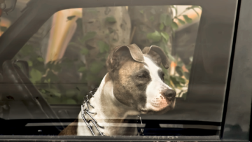 Dlaczego warto korzystać z pomocy prawnej w psich sprawach?