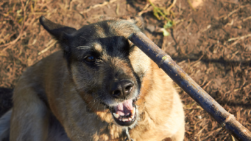 Uwaga Kleszcze! Zabezpiecz swojego psa!