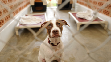 Urlop z psem- niebezpieczeństwa i porady.