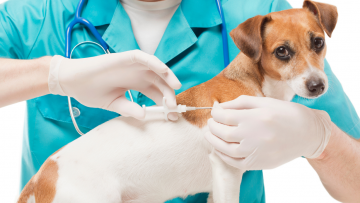 Urlop z psem- niebezpieczeństwa i porady.