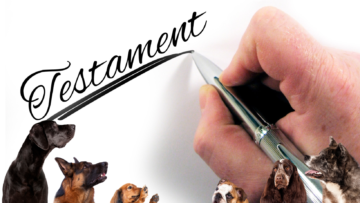 Ubezpieczenie psa-odpowiedzialny opiekun.